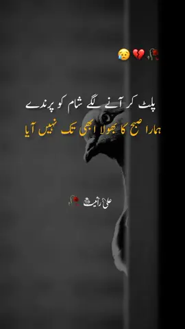 #foryoupage #viril video #پلٹ کر آنے لگے شام کو پرندے 💔ہمارا صبح کا بھولا ابھی تک نہیں آیا 🥺😥#fypシ゚ #Ali writeS 