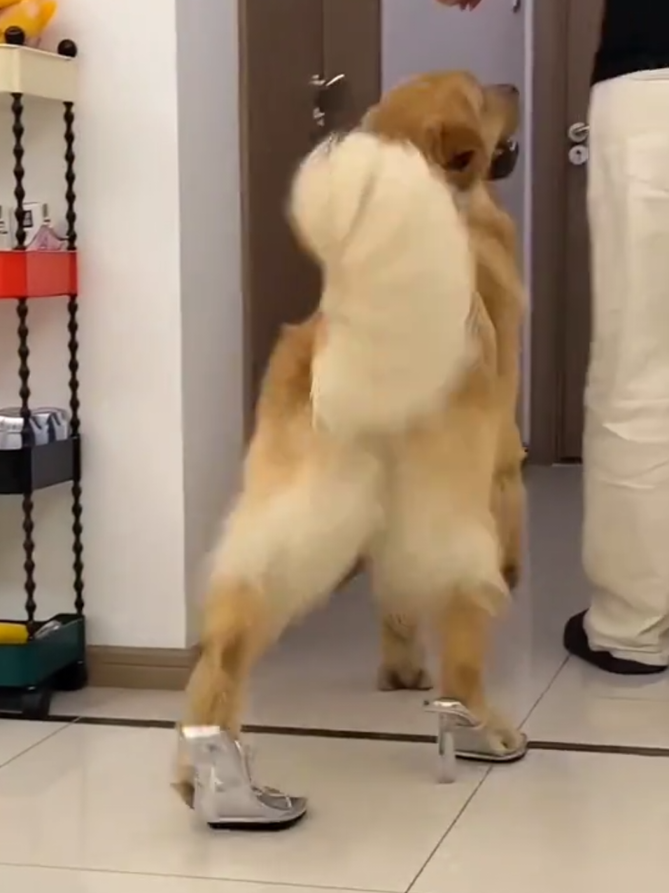 🤣Funny Animals 2025🤣Funny Cats and Dogs video🐱🐶 part-50 #funnyanimalvideos  #funny #funnyvideos #funnyanimals #funnypets #funnypetsvideo  #cat #dog #cats #dogs #catlovers #doglovers #funnycat #funnydog #catoftiktok #dogoftiktok 