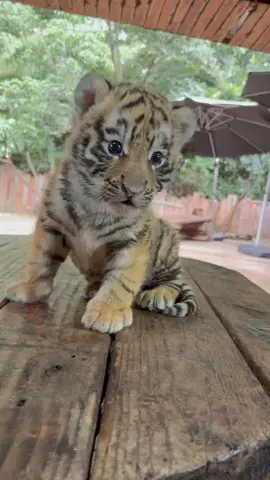 #野生动物园 #萌宠出道计划 