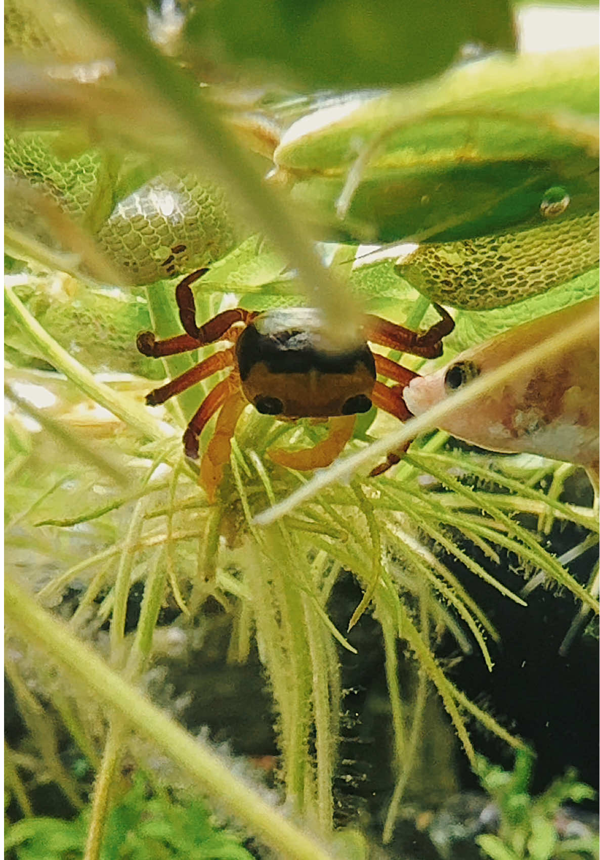 You don’t need expensive gear to make cool stuff 🐟 Use 0.5x and bring your phone close to the glass for shots like these! Share with your friends to try! 📲 #aquarium #iphone #apple #mobilefilmmaking 