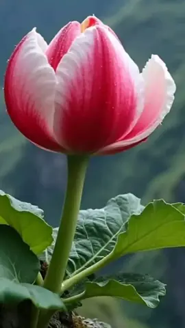 jika langit tampak gelap bukan berarti tidak ada matahari #katakatabijak #motivasihidup #nasehathidup #fyp #viral #fypviraltiktok🖤シ゚☆♡ 