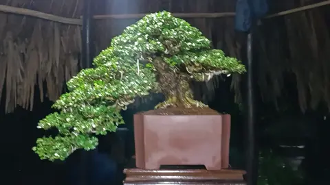 sam núi trái lá rí cs cùng ace. #bonsai #bonsaivietnam #xh #xuhuongtiktok .