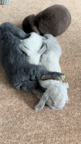 How is this even comfy? Poor Jeremy’s got Shadowfoot parked on his head like he’s a thumping pillow!” 🐾🛏️ #minilopsoftiktok #bunny #cutebunny #fyp #bunnygram #bunnyworld #BunnyCuteness 
