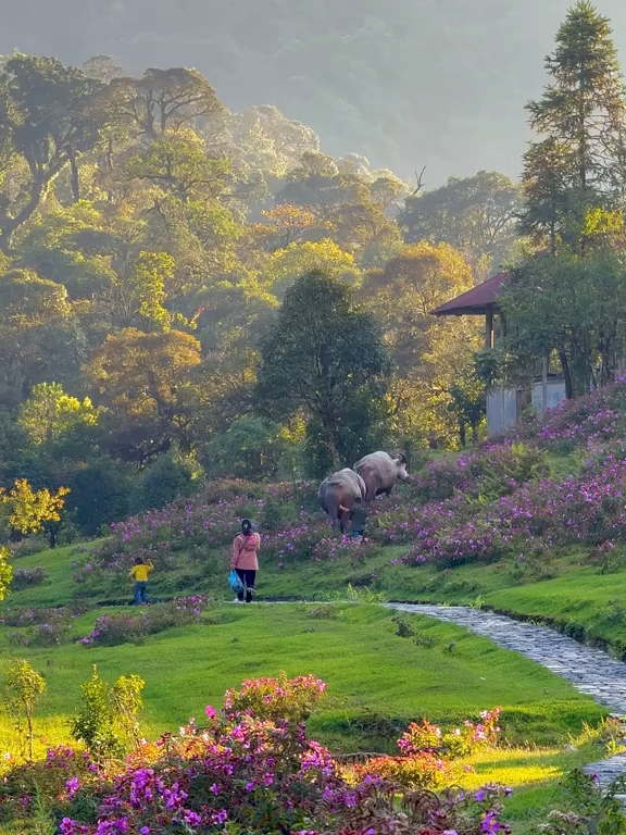 Suối Vàng – Thác Tình Yêu – Sapa #vivuvietnam #traveltiktok