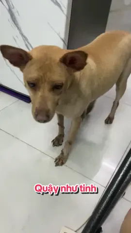 # xu hướng 2025 # hội yêu chó 