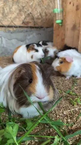 Guinea pigs available, send a message for pickup or delivery #guineapigs #breeder #animals 