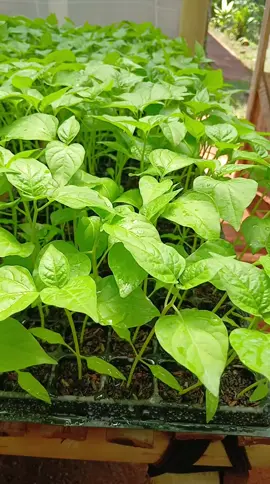 Bibit caberawit lokal ori 212 siap tanam, usia 35-40hss.. #fypシ゚  #tiktokviral  #petanimuda  #sahabatbibit  #bibitcaberawit 