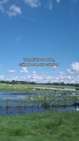 @EL CESAR ORELLANA 🤠  #llanerosporelmundo  #tiktokviral  #fypシ゚  #apurevenezuela 