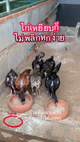 ถ้วยดินเผาใส่อาหารก็ได้ ใส่น้าก็ได้ #ถ้วยดินเผา #ถ้วยอาหารไก่ #อ่างดินเผา #ไก่ชน #nayneprin @Nayneprin  @Nayneprin  @Nayneprin 