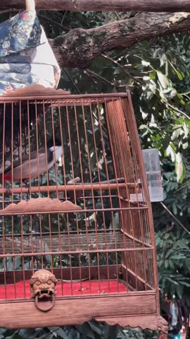 Mộc tâm huyết #chimcảnhviệtnam 