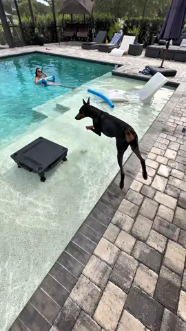 Swimming with my dobie #doberman #dogs #dogswim 