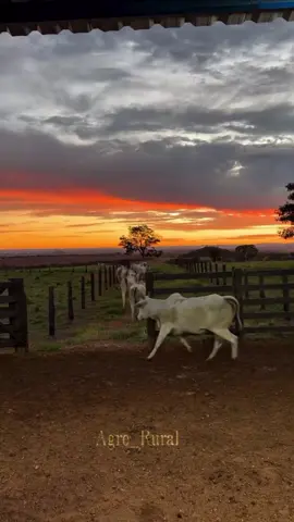 🙏🏼🍃 #pecuariabrasil🇧🇷🐂🐂🐂🐂 #pecuaria #fazenda #agro #gado #rural #lida 