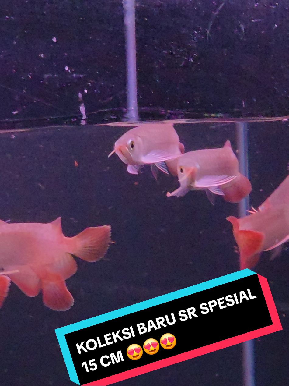 SHARE KOLEKSI BARU SR SPESIAL 15 CM YANG MEMPUNYAI GENETIK MERAH MENAWAN ANATOMI SANGAT BAIK . EKOR GEDE. BODY PROPORSIONAL DAN METALIK KUAT COCOK DAN REKOMEN UTK PEMULA . GENETIK JOSS ANTI ZONK #ARWANA #arwanasuperred #arwanasurabaya #arwanajakartabarat #ARWANASUPERRED #ARWANASLAYER #arwanajogja #ARWANAJAKARTA #arwanasurabaya #arwanasuperred #LIBURAN #anjinglucu #koi #arowana #arwanaindonesia 