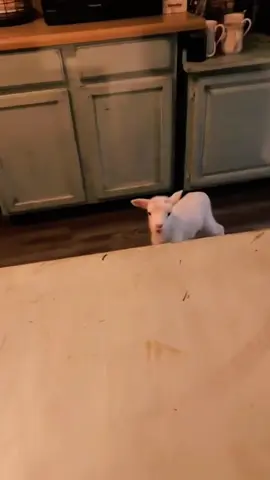 🐑 ‌