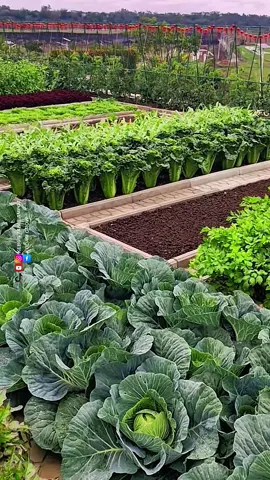 Kebun Sayuran yang begitu Rapi dan tertata #pertanian #tipsberkebun #petanimodern #fyi #fruits #sayuran