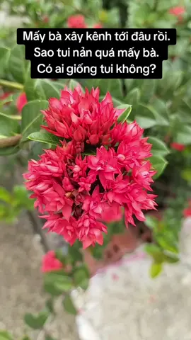 Em nản quá mọi người ah #tapxaykenh #xaykenhtiktok #hanhtrinhxaykenh #mebimxaykenh #ttlktiktokshop #chiasekinhnghiem #cogangmoingay💪 