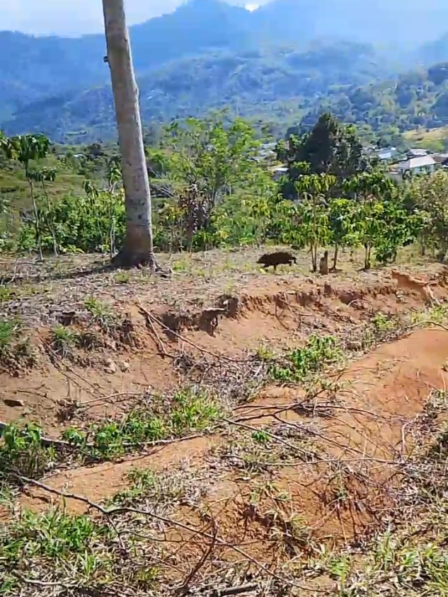 Detik-detik babi lewat depan pemburu  #porbi #porbi_sumbar #porbimarenten #porbi50kota #porbimarentensumbar #porbiindonesia #berburubabihutan #berburubabi #bujanggadihparenten #porbibengkulu #fyp #fypage #fyppppppppppppppppppppppp 