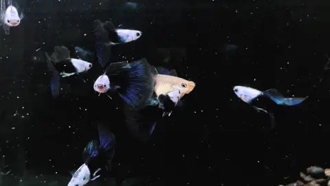 Silverado HB Blue หัวขาว ตัดดำ#ปลาหางนกยูงเกรด #guppy 