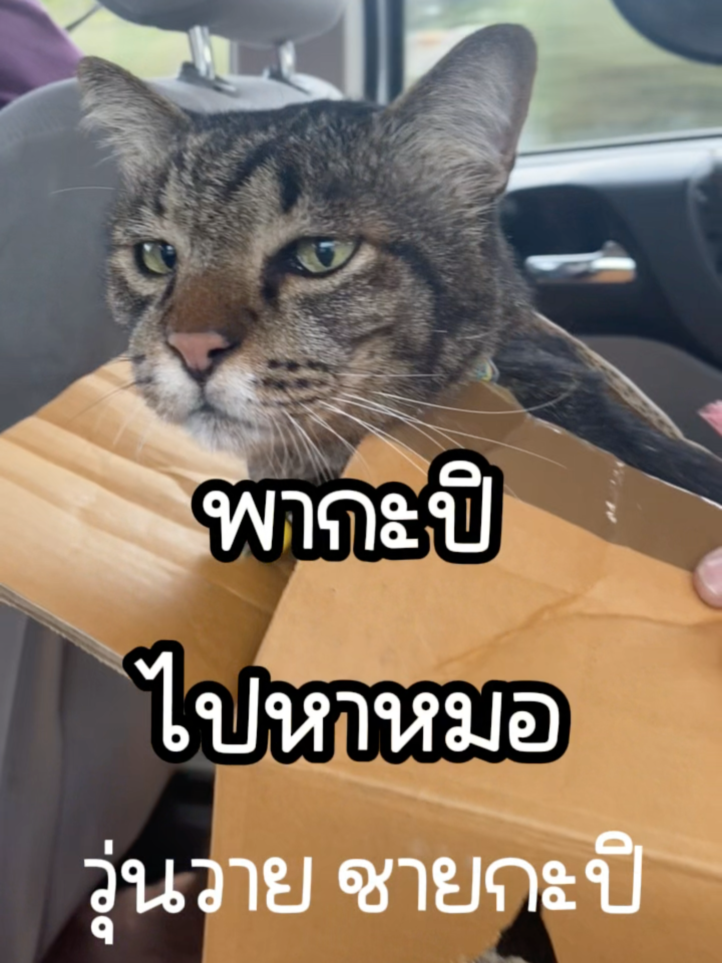ถึงเวลาพากะปิไปหาหมอ @kapibookkycat #วุ่นวายชายกะปิ #กะปิแมวบุ๊คกี้ #กะปิแมวพี่บุ๊ค #แมว #cat #แมวป่วย