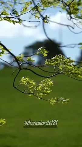 I dream of coffee with u 💞❤️#daliylovedose #lovedose #lovelife #deeplove #loveyou #couplequotes #couplelove #lovewords #Love #lovequotes #Relationship #foryoupage #fypシ 