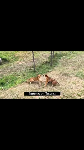 Lioness vs Tigress 