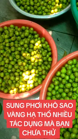 sung khô sao vàng hạ thổ đun nước uống sẽ hết rất nhiều bệnh như da dày và đại tràng và trào ngược và HP và tiêu đường và huyết áp cao  #thai độc  #bot chuối xanh  #bot sung khô 