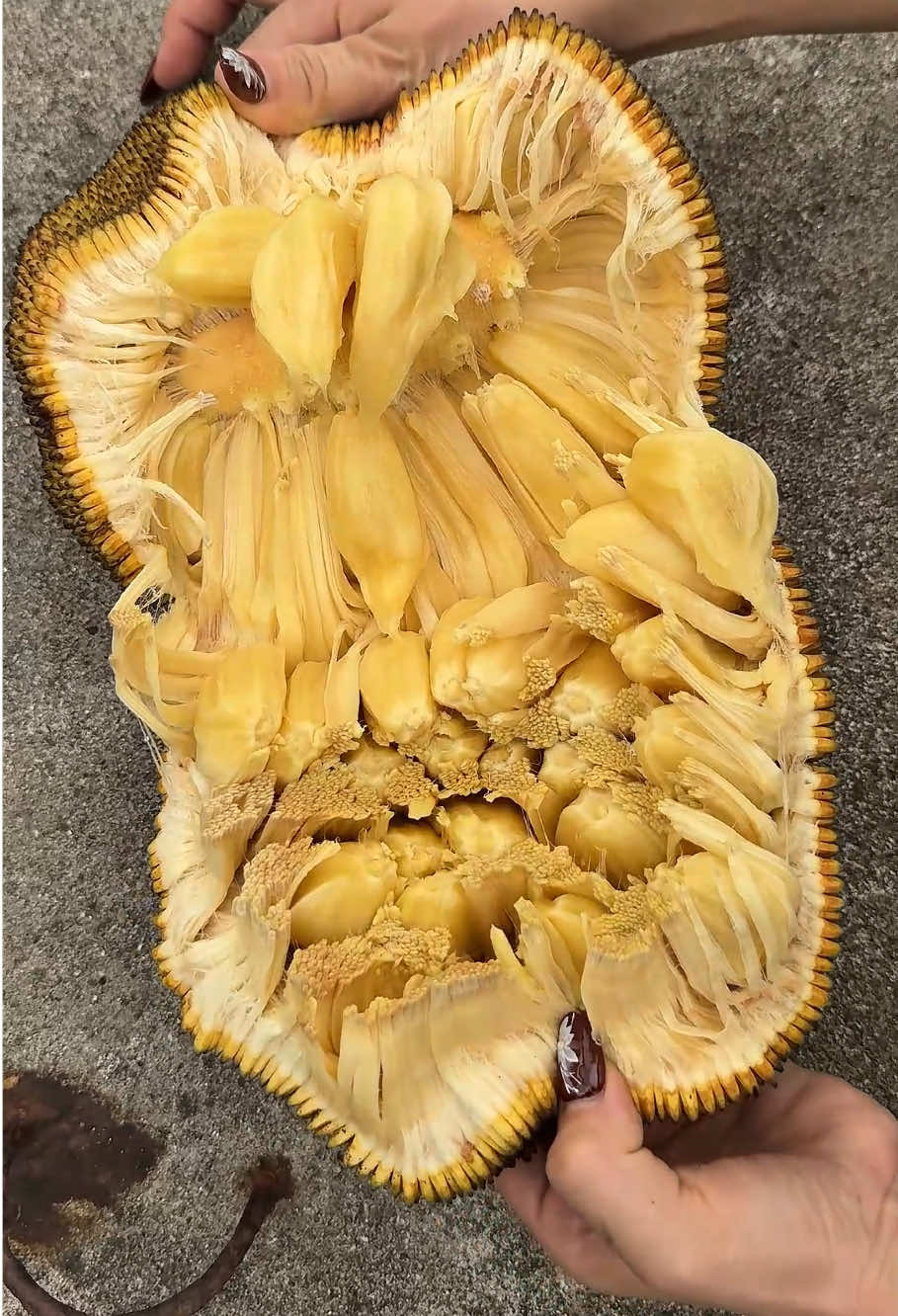 #cut #cutting #fruits #satisfying #asmr #asmrsounds #farm #relexing #jackfruit #fruit 