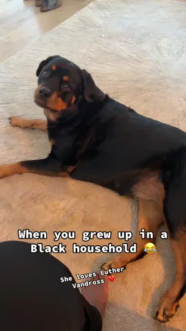 Nala can spot a Luther song within seconds 😂 #dogsoftiktok #luthervandross #dogsinging #blackhouse 