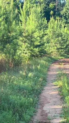 87 degrees this morning but young dogs doing ok 