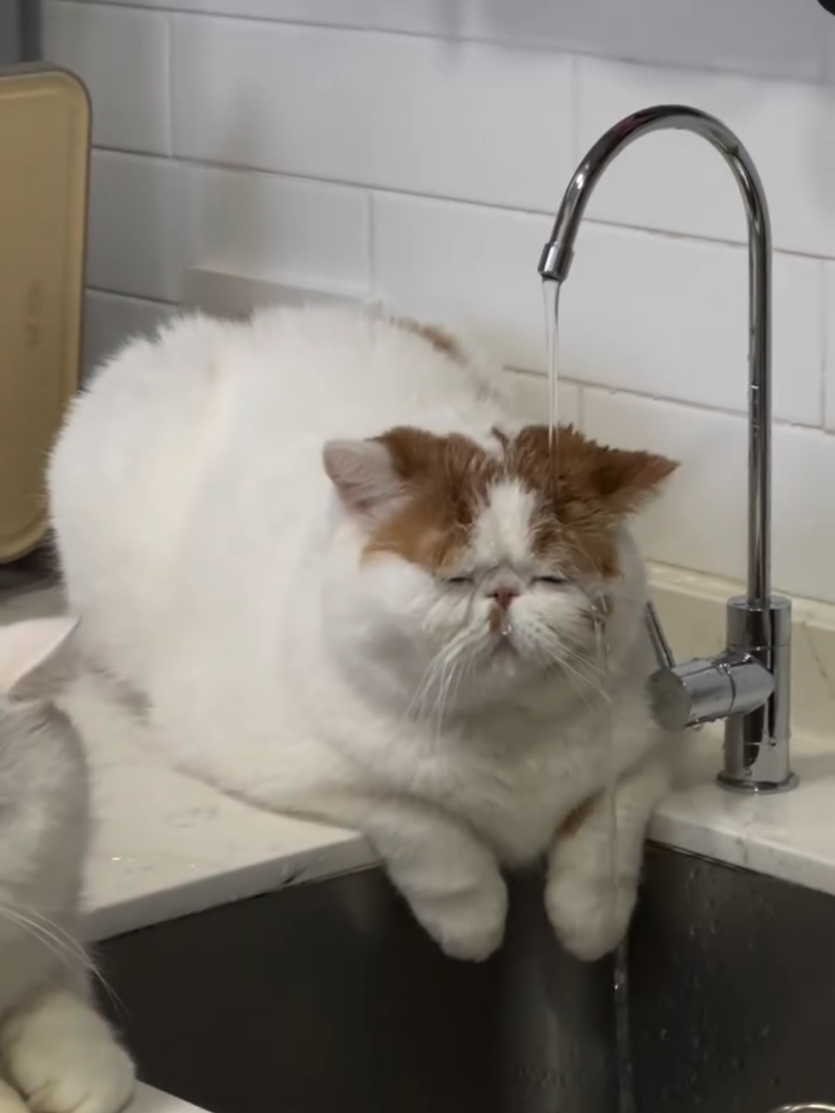 Just a cat being a cat... and loving the faucet!