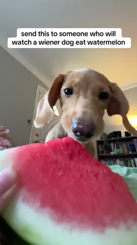 watermelon ASMR 🍉 #minidachshund #dogsoftiktok #dachshundsoftiktok #wienerdog #puppy #dog #watermelon #asmr #fyp 