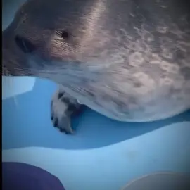 whoopsie I forgot the watermark  . . . .. #CapCut #sealedit #viral #trending #seal #sealife #seals #fyp #edit 