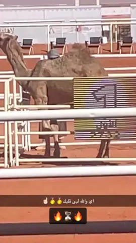 #الشكره #الدواسر_خطلان_الأيدي #fyp #مهرجان_الملك_عبدالعزيز_لمزاين_الابل8 #اكسبلورexplore #مالي_خلق_احط_هاشتاقات 