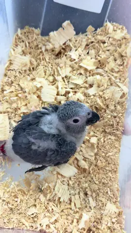 Baby greys, freshly weaned greys, everything except older birds in store at the exotic bird shop! Tons of babies ready to go home! Everything dna and disease tested!!!!!! Copy provided upon purchase! Open everyday Tuesday-Sunday 10am-7pm only closed on MONDAY!!