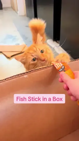 It’s just— we don’t know another way to say it 🐟📦 #nekocatcafe #catcafe #bellingham #orangecat #seattle #catsoftiktok #fyp 