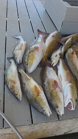 July is on 🔥🔥🔥 #boats #bigfish #fishing #venicelouisiana #fishinglife #fyp #floridafishing #texasfishing 