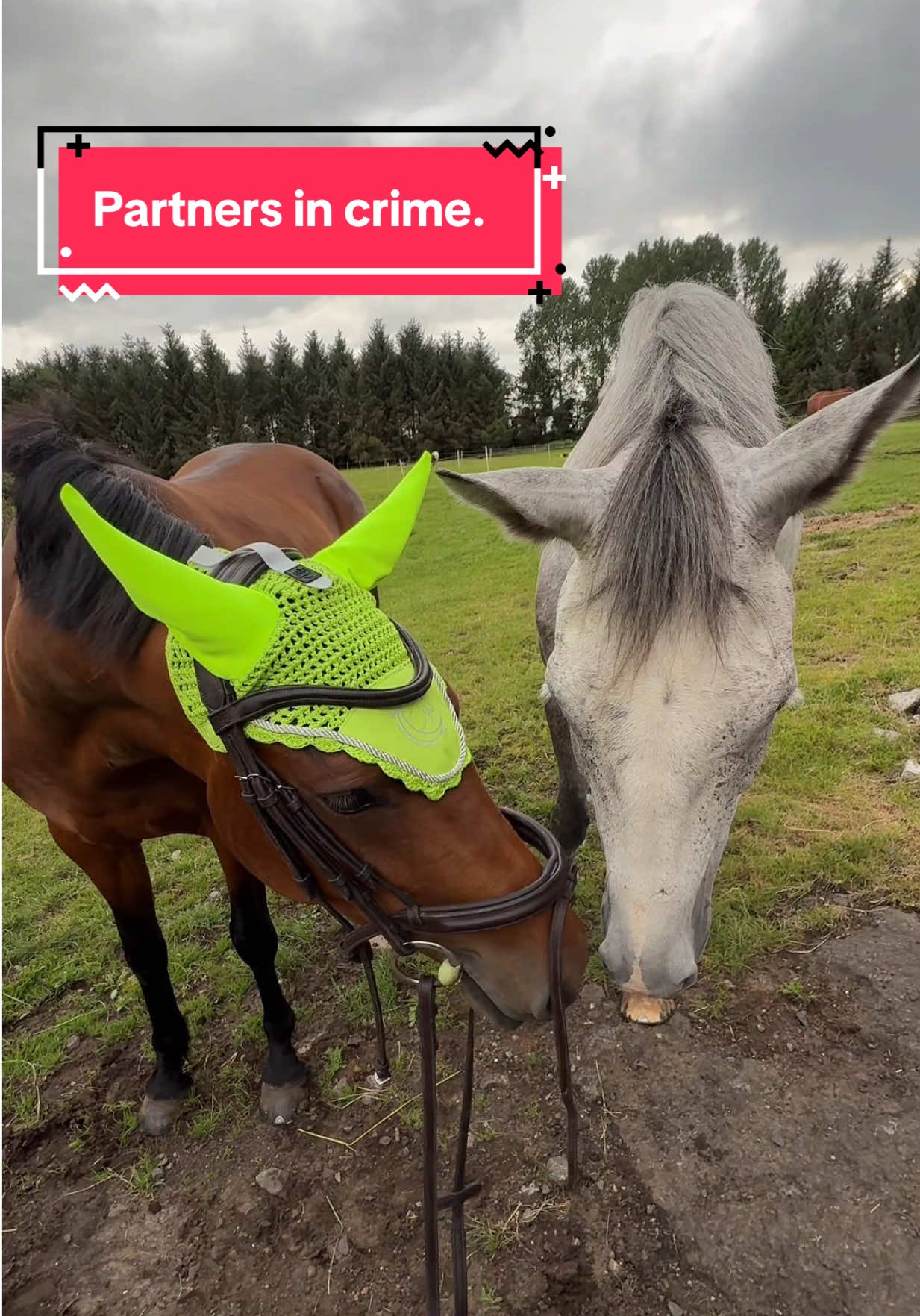 please I need a BREAKKK #horsetok #horseriding #equestrian #horsesoftiktok #fyp 