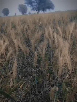 #🇦🇫🇦🇫💯💯😡😀👍 #❤️🤟❤️🤟❤️🤟s🥀❤️‍ #CapCut #CapCut #CapCut #CapCut 