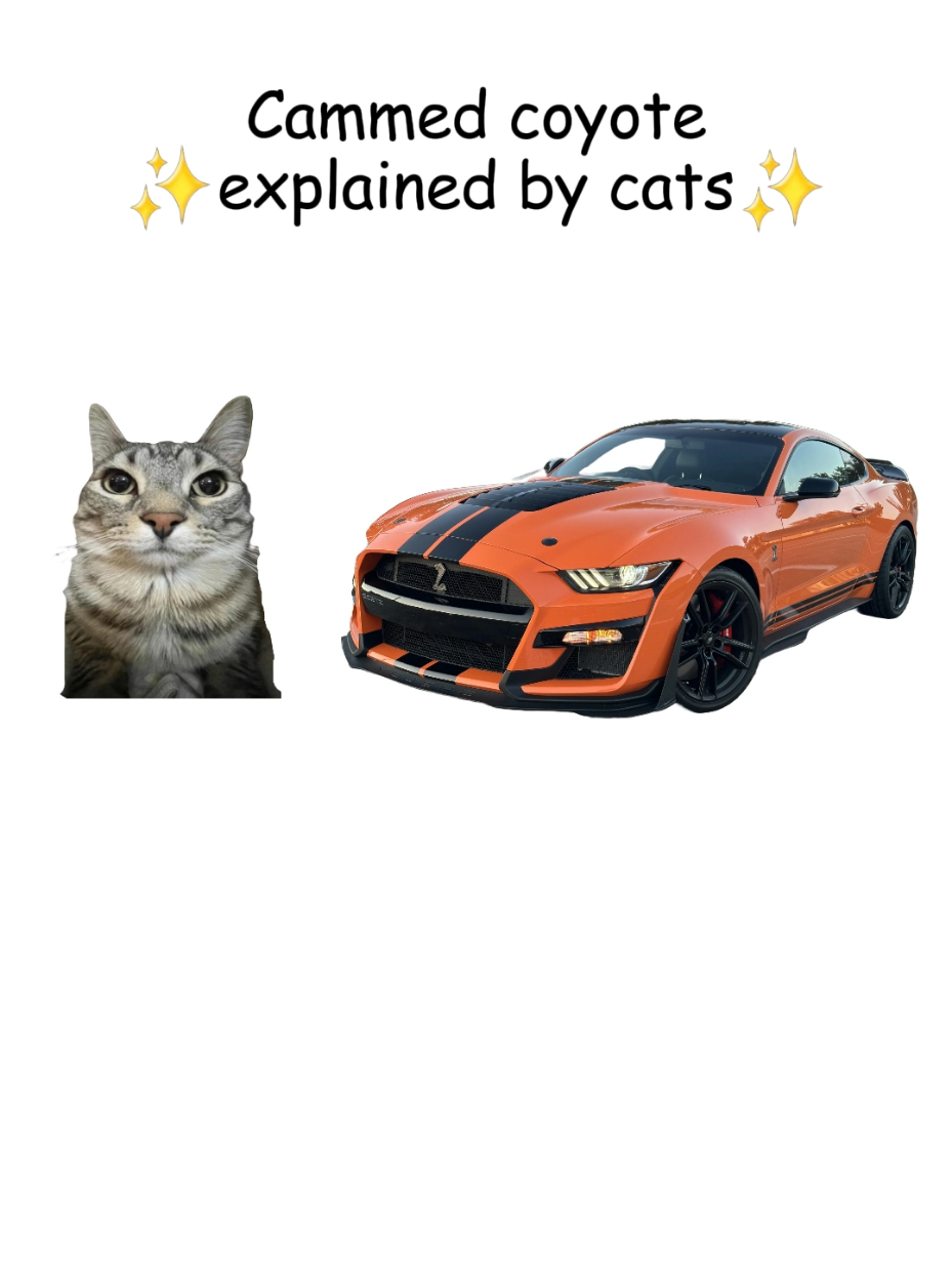 Cammed coyote explained by cats  #cats #mechanic #cars #carguys 