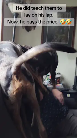 Also, they do this to me too, but that's not important. 🤣🤣 #dogsofttiktok #crowleythecatahoula #caspianthecatahoula #catahoulasoftiktok #dogs 