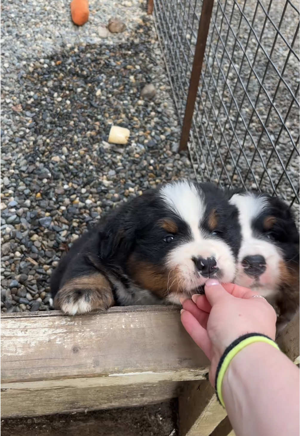 My children 🥹🥹🐾 #alpenspiritbmd #puppylove #dogcommunity #bernesemountaindog #bernesepuppy #dogsoftiktok 