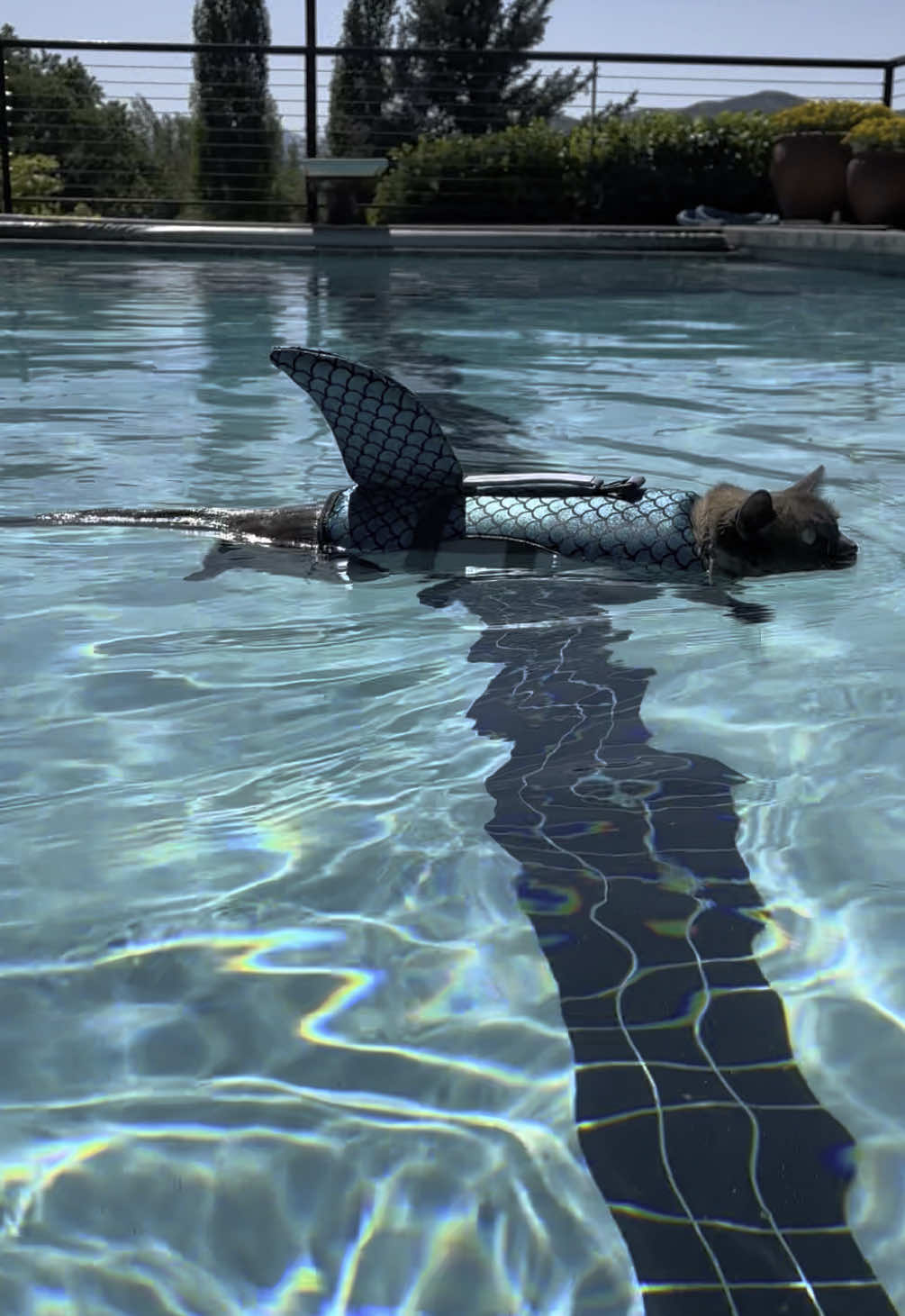 We love a pool shark #cat #catsoftiktok #fypシ #sharkitty 