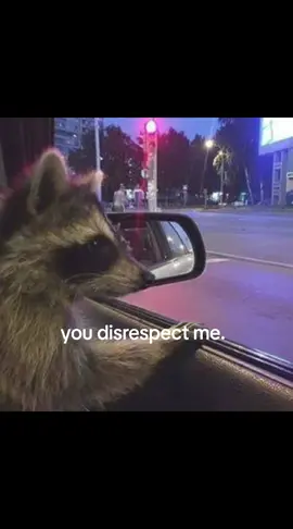 you disrespect me 😡😤 ... #racoons #racoontok #fyp #fypシ #foryou #foryoupage #trashpanda #youdisrespectme #throwbacktrend #trend #tiktok #foryourpage #animals #funnyanimal #comedy #funnyvideos #xyz #xyzbca 