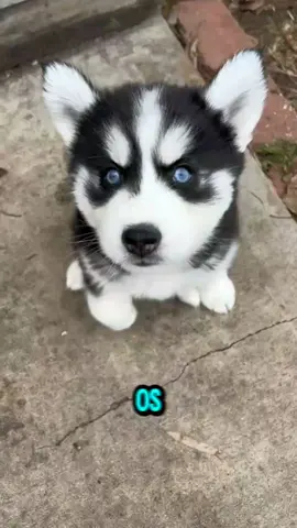 #pitbull #rottweiler #doberman 