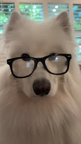 🤓 #fyp #dog #samoyed #cute #foryoupage #fypシ #blowthisup #viral #puppy #animals #pet #fluffydog #dogsoftiktok #samoyedsoftiktok 