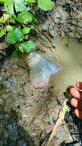 น้ำแห้งจับปลา