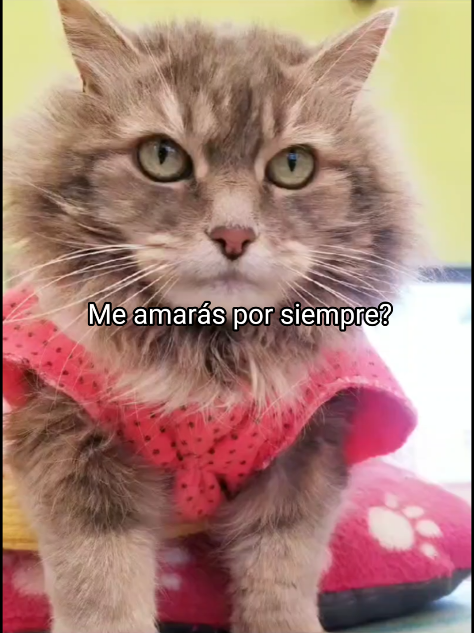 El alma de los animales también transcienden. Aunque el cuerpo se apague, el amor no muere. Tú y yo 🐱👤 Dos almas, un lazo eterno.   . . . #Gatos  #amorinfinito  #conexiónanimal  #amor  #dueloanimal  #catlover  #animallover 