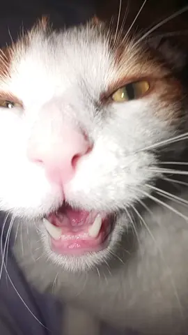 Кот – это домашнее животное, принадлежащее к семейству кошачьих. Это хищник, обладающий изящным и гибким телом, острыми зубами и когтями, а также отличным ночным зрением и слухом. Коты бывают разных размеров, окрасов и пород, но все они обладают определенными общими чертами, такими как любовь к независимости, грация и способность к глубокой привязанности к своим хозяевам.  Внешний вид и физиология: Коты имеют обтекаемое тело, покрытое густой шерстью, которая может быть короткой или длинной, гладкой или кудрявой, в зависимости от породы и индивидуальных особенностей. Окрас шерсти может быть самым разнообразным – от чисто белого до черного, а также различных оттенков серого, рыжего, коричневого и даже трехцветного. У кошек очень гибкий позвоночник, что позволяет им пролезать в узкие места и совершать невероятные акробатические трюки. Острые когти, которые кошки могут втягивать и выпускать по желанию, помогают им в охоте и лазании. Их зубы, особенно клыки, предназначены для захвата и удержания добычи. Кошки обладают прекрасным ночным зрением, которое в шесть раз лучше человеческого, а также превосходным слухом, позволяющим им слышать звуки, недоступные человеческому уху.  Поведение и характер: Кошки – это независимые и свободолюбивые существа, но при этом они способны к глубокой привязанности к своим хозяевам. Они чувствительны к настроению и состоянию здоровья своих хозяев, могут проявлять заботу и ласку, а также нуждаются во внимании и заботе. Кошки известны своей грацией и игривостью, они любят охотиться на игрушки, бегать и прыгать. Несмотря на свою любовь к независимости, кошки могут быть очень привязаны к своему дому и к своим хозяевам, они могут скучать, если их оставить надолго одних. Кошки также известны своей чистоплотностью, они тщательно ухаживают за своей шерстью и часто вылизываются.  Разнообразие пород: Существует множество различных пород кошек, каждая из которых имеет свои уникальные особенности внешности и характера. Например, персидские кошки известны своей длинной шерстью и спокойным характером, а сиамские – своими голубыми глазами и активным темпераментом. Британские короткошерстные кошки – это крупные и мускулистые животные с густой шерстью и уравновешенным характером, а бенгальские – это кошки с пятнистым окрасом, напоминающим диких кошек.  Кошки и люди: Кошки являются одними из самых популярных домашних животных в мире. Они приносят радость и комфорт в наши дома, а также могут оказывать терапевтический эффект на своих хозяев. Общение с кошками может снижать уровень стресса, улучшать настроение и даже способствовать снижению артериального давления. Кошки также могут быть отличными компаньонами для детей и взрослых, они способны дарить любовь и ласку, а также поднимать настроение своим игривым поведением.  В заключение: Кошки – это удивительные и загадочные животные, которые занимают особое место в сердцах многих людей. Они сочетают в себе грацию, независимость, игривость и способность к глубокой привязанности, что делает их прекрасными домашними питомцами. Любовь к кошкам – это нечто большее, чем просто привязанность к животному, это признание их уникальности и способности дарить радость и тепло в нашу жизнь. ожирения.  Уход за шерстью: Короткая шерсть мопсов не требует сложного ухода, но ее нужно регулярно вычесывать.  Уход за глазами: Глаза мопсов нуждаются в регулярном уходе, чтобы предотвратить воспаления.  История породы: Происхождение: Мопсы происходят из Китая, где были популярны среди знати и считались священными собаками. Распространение в Европе: В XII веке мопсы попали в Европу благодаря голландским купцам и быстро завоевали популярность среди европейской знати. Собаки-компаньоны: В Европе мопсы использовались как собаки-компаньоны и часто сопровождали своих хозяев в путешествиях. Анализ крови — это лабораторное исследование, которое проводится для оценки состояния здоровья человека. Оно позволяет выявить различные заболевания и патологические состояния, такие как анемии, инфекции, воспалительные процессы, а также на