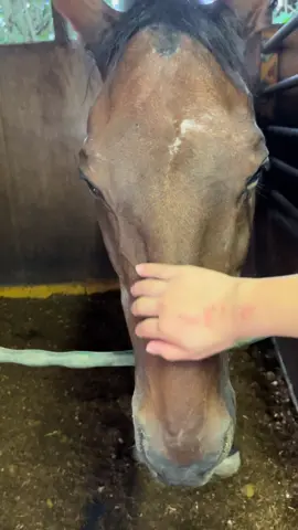 ハルウララ動画まとめ #ハルウララ #引退馬 #マーサファーム #引退馬にも幸せな余生を 