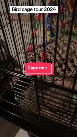 My two babies. #Tatcha #foryoupage #f #f #fypp #greifjourney #HealingJourney #henrypuckettjr #fypage #endalz #daddysgirl #dementiaawareness #alzheimers #paraketts #birdsoftiktok #bird 